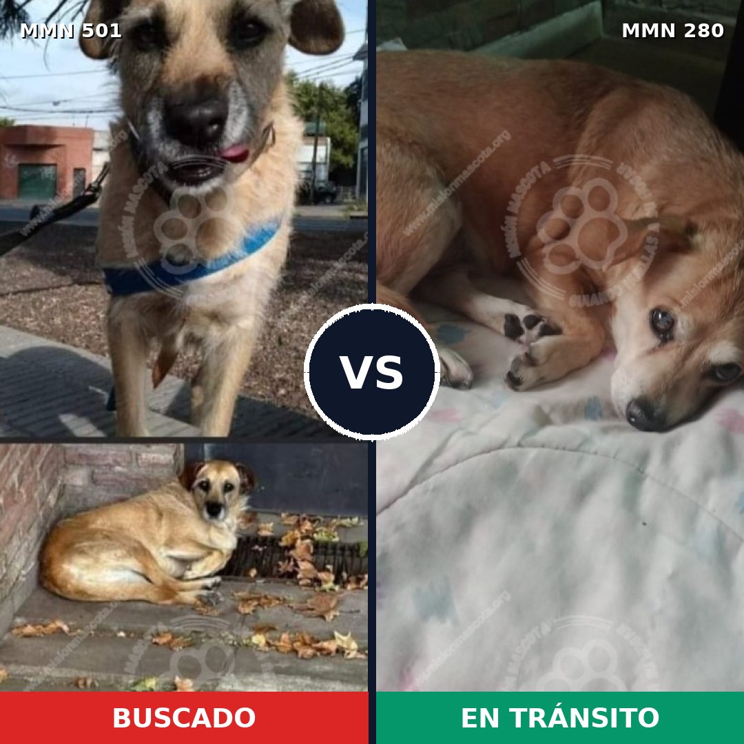 Comparativa MMS 8671: mascota perdida y mascota encontrada, 57% de similitud