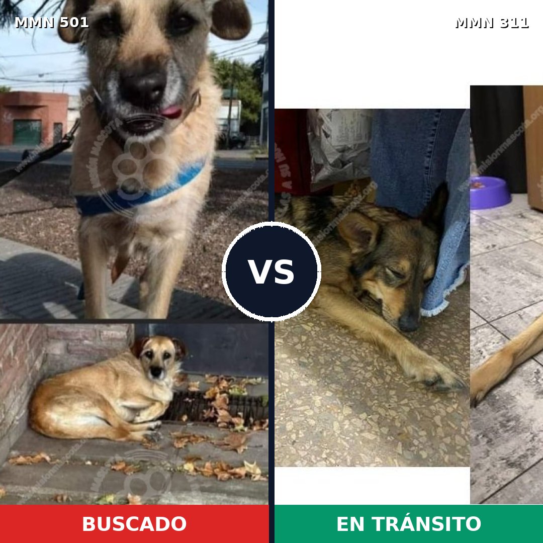 Comparativa MMS 8674: mascota perdida y mascota encontrada, 67% de similitud