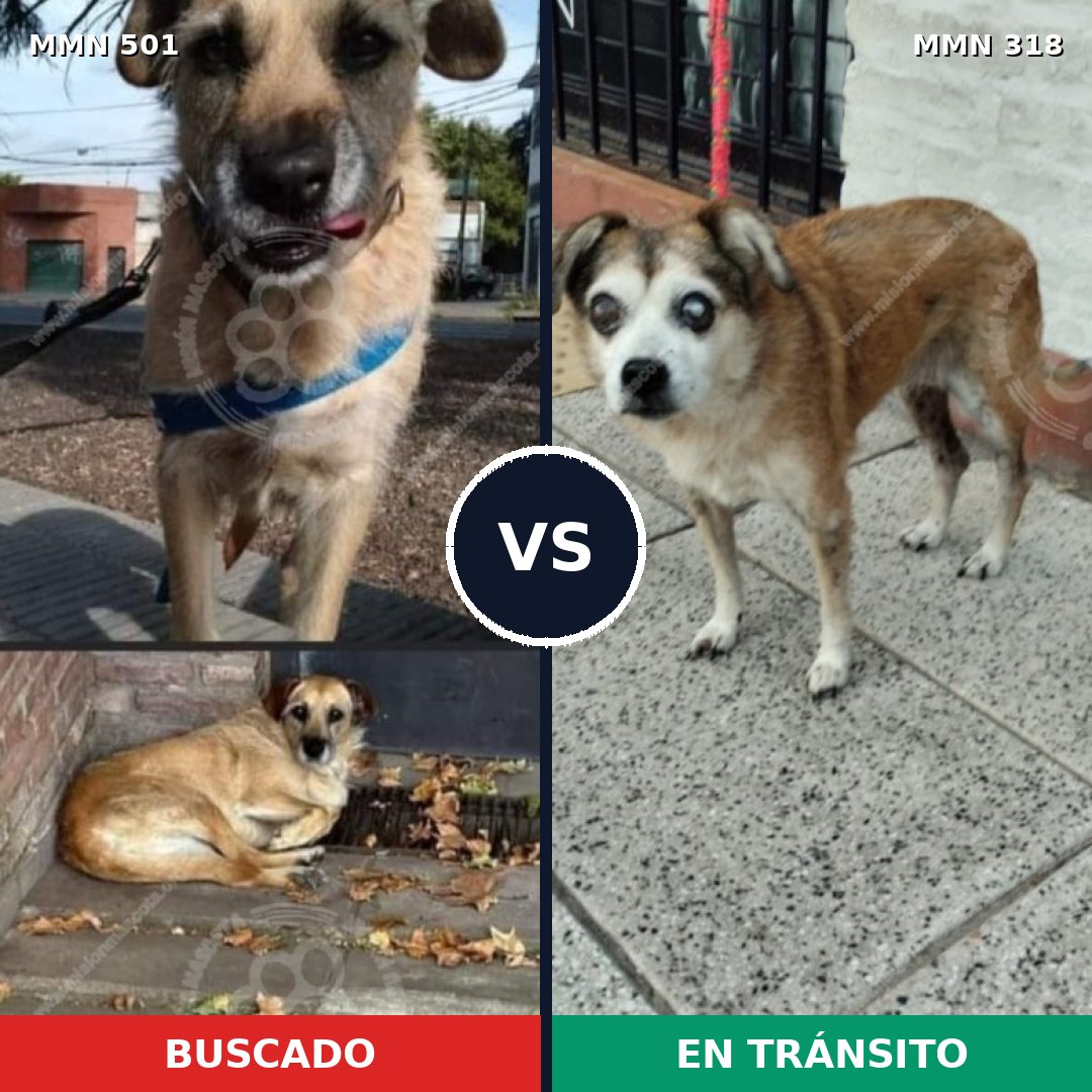Comparativa MMS 8675: mascota perdida y mascota encontrada, 60% de similitud