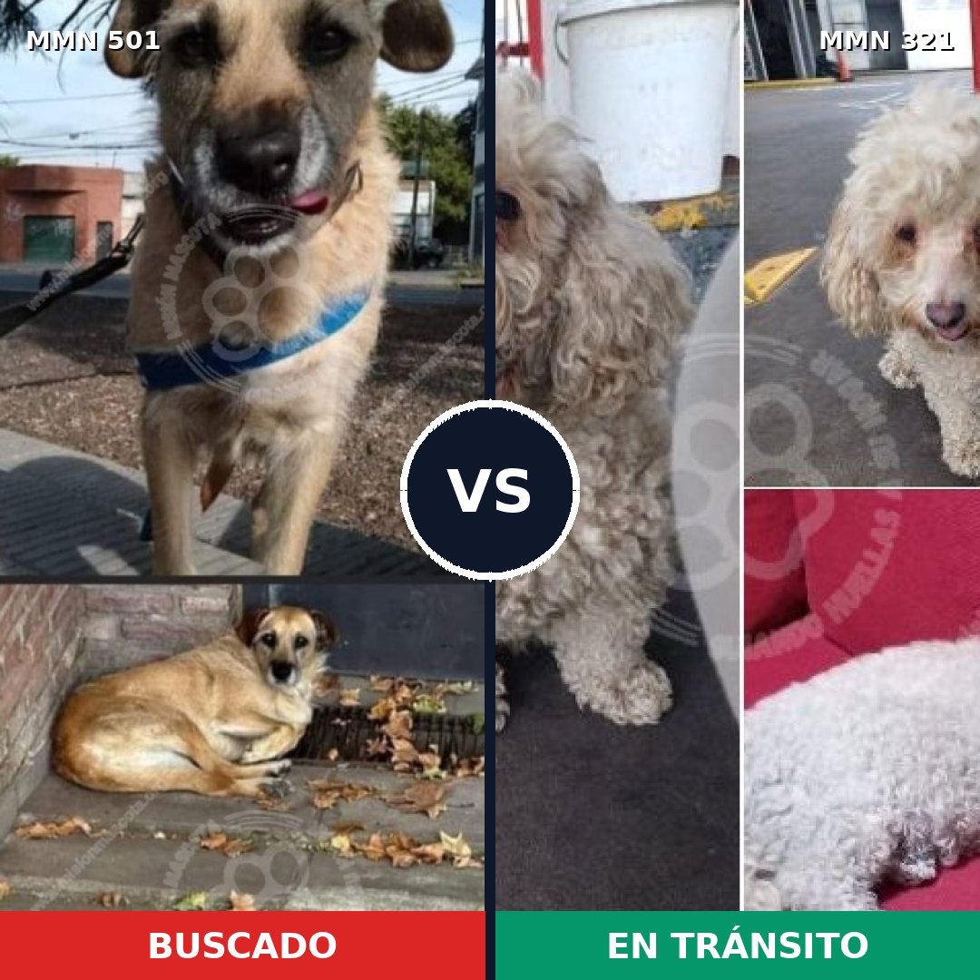 Comparativa MMS 8676: mascota perdida y mascota encontrada, 46% de similitud