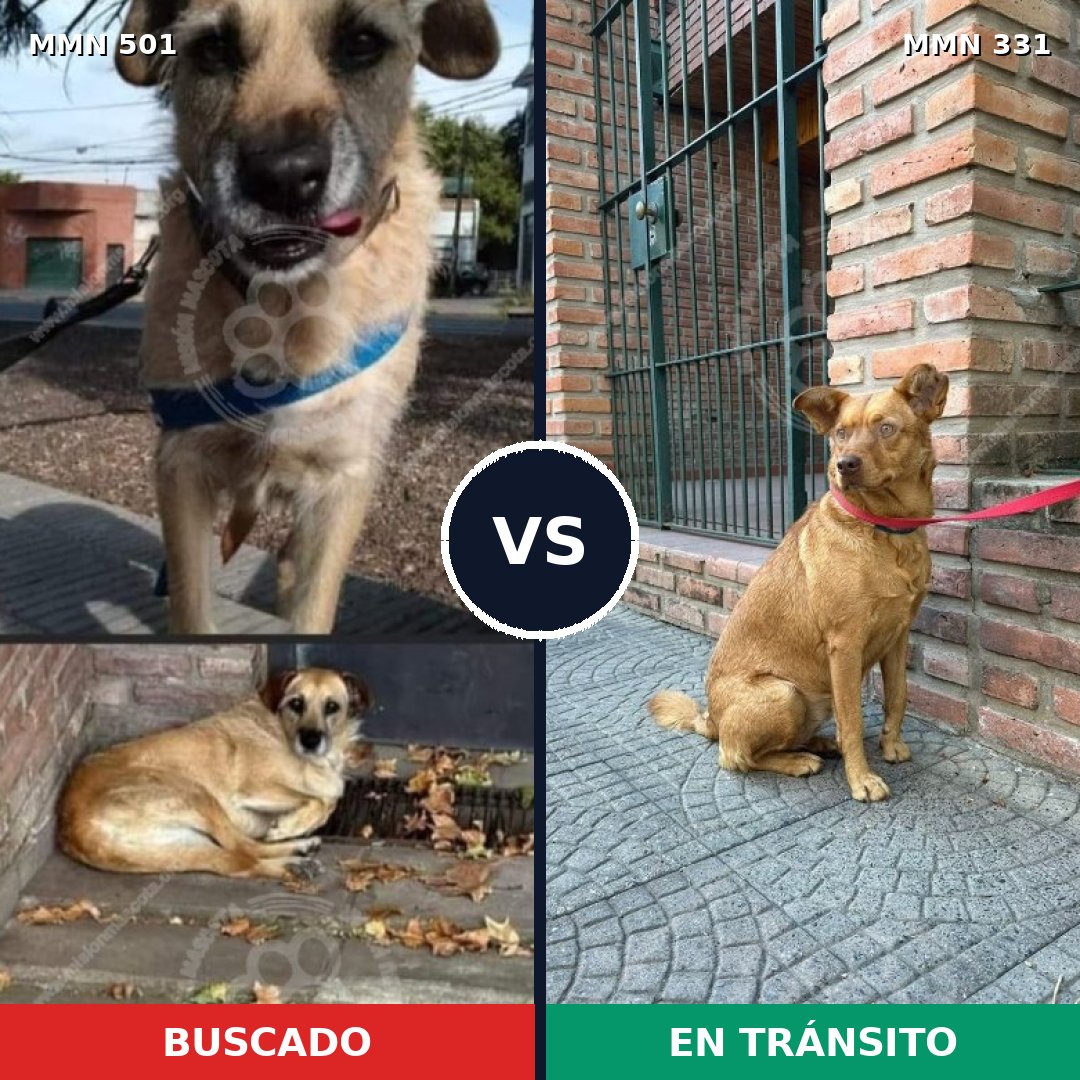 Comparativa MMS 8678: mascota perdida y mascota encontrada, 70% de similitud