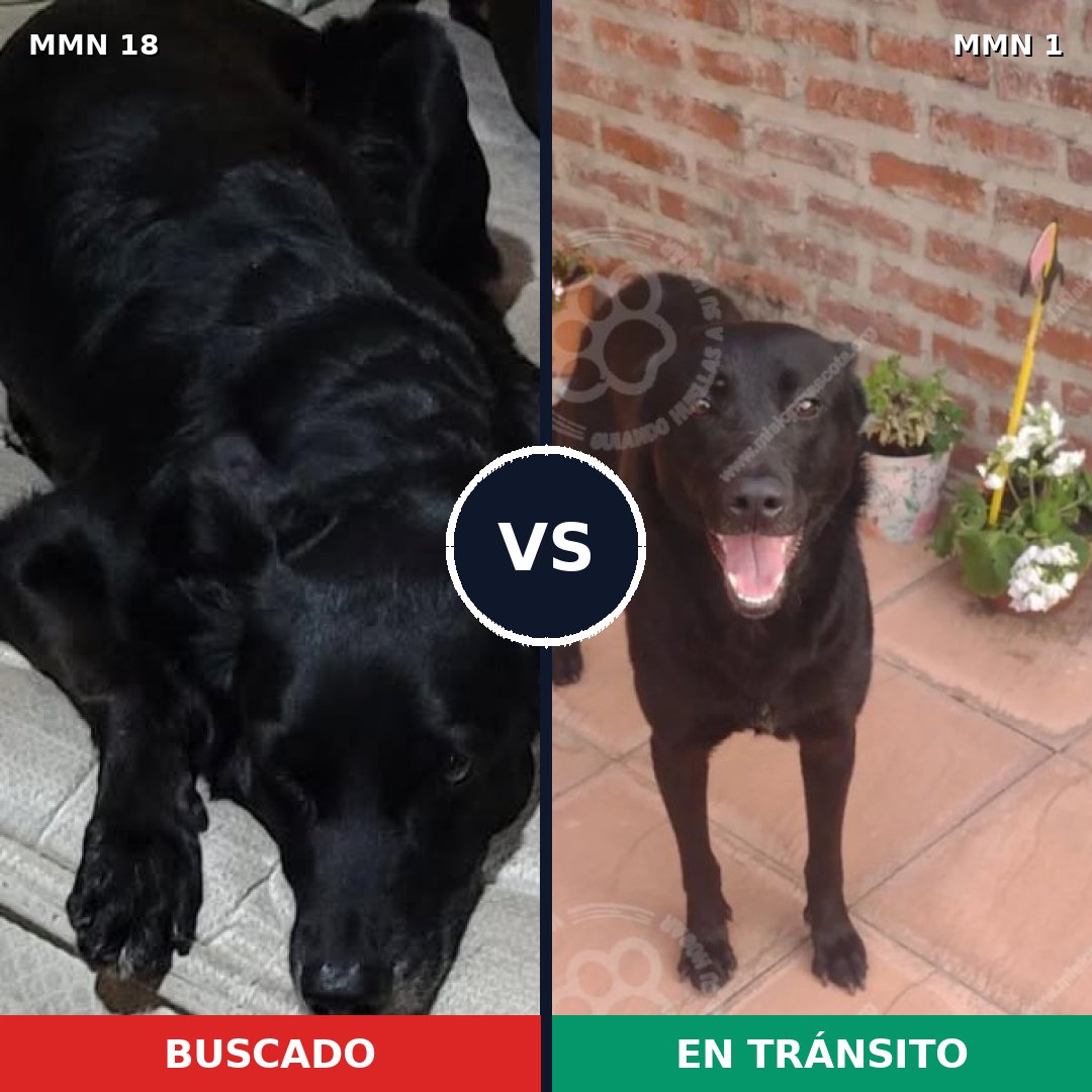 Comparativa MMS 868: mascota perdida y mascota encontrada, 74% de similitud