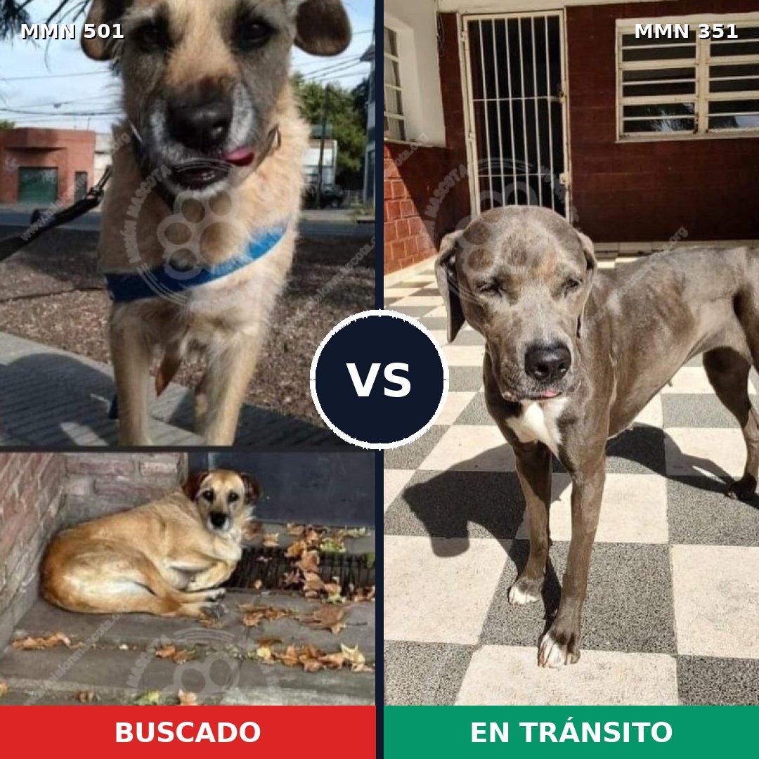 Comparativa MMS 8681: mascota perdida y mascota encontrada, 64% de similitud