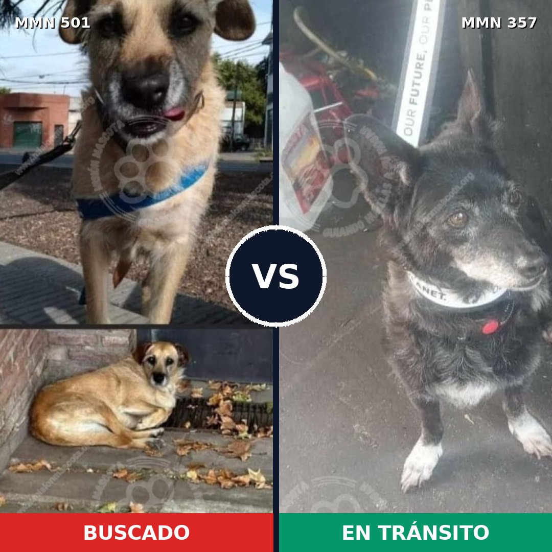 Comparativa MMS 8683: mascota perdida y mascota encontrada, 71% de similitud