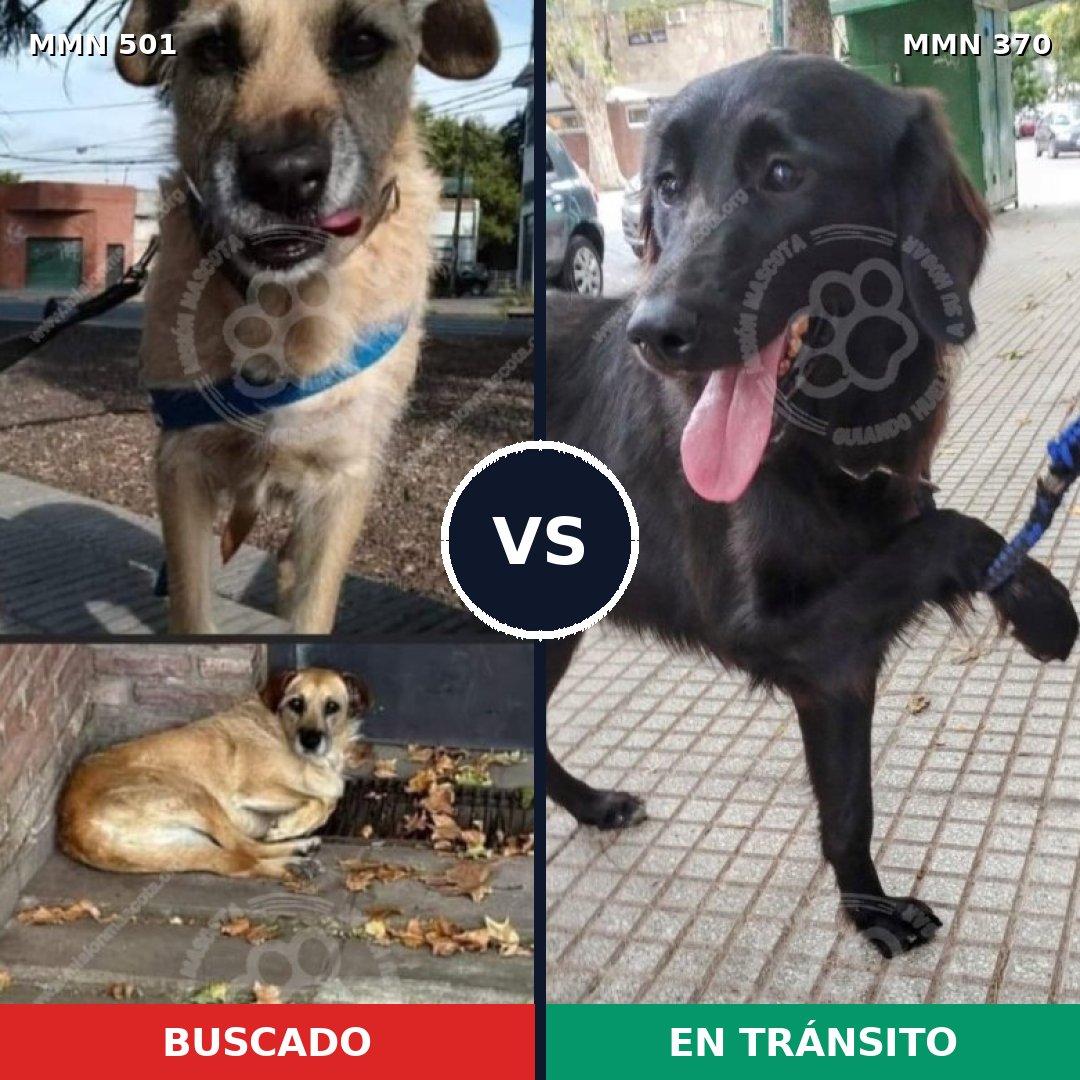 Comparativa MMS 8684: mascota perdida y mascota encontrada, 64% de similitud