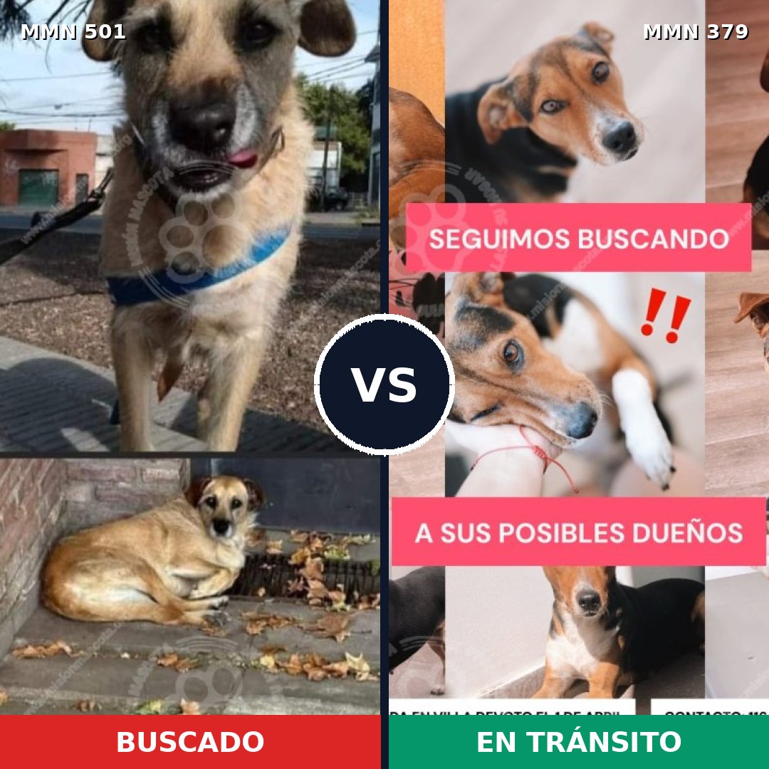 Comparativa MMS 8687: mascota perdida y mascota encontrada, 69% de similitud