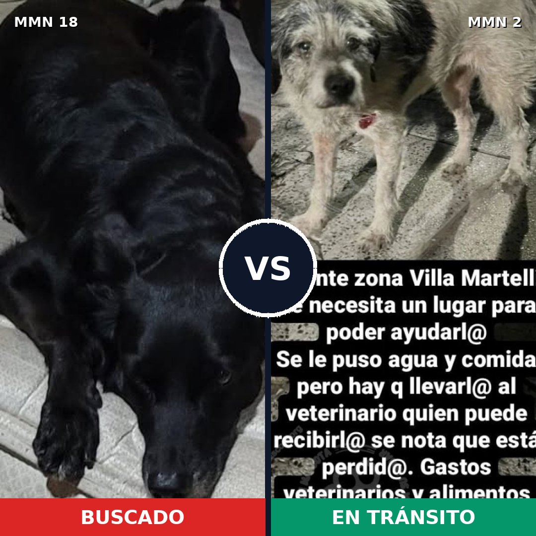 Comparativa MMS 869: mascota perdida y mascota encontrada, 57% de similitud