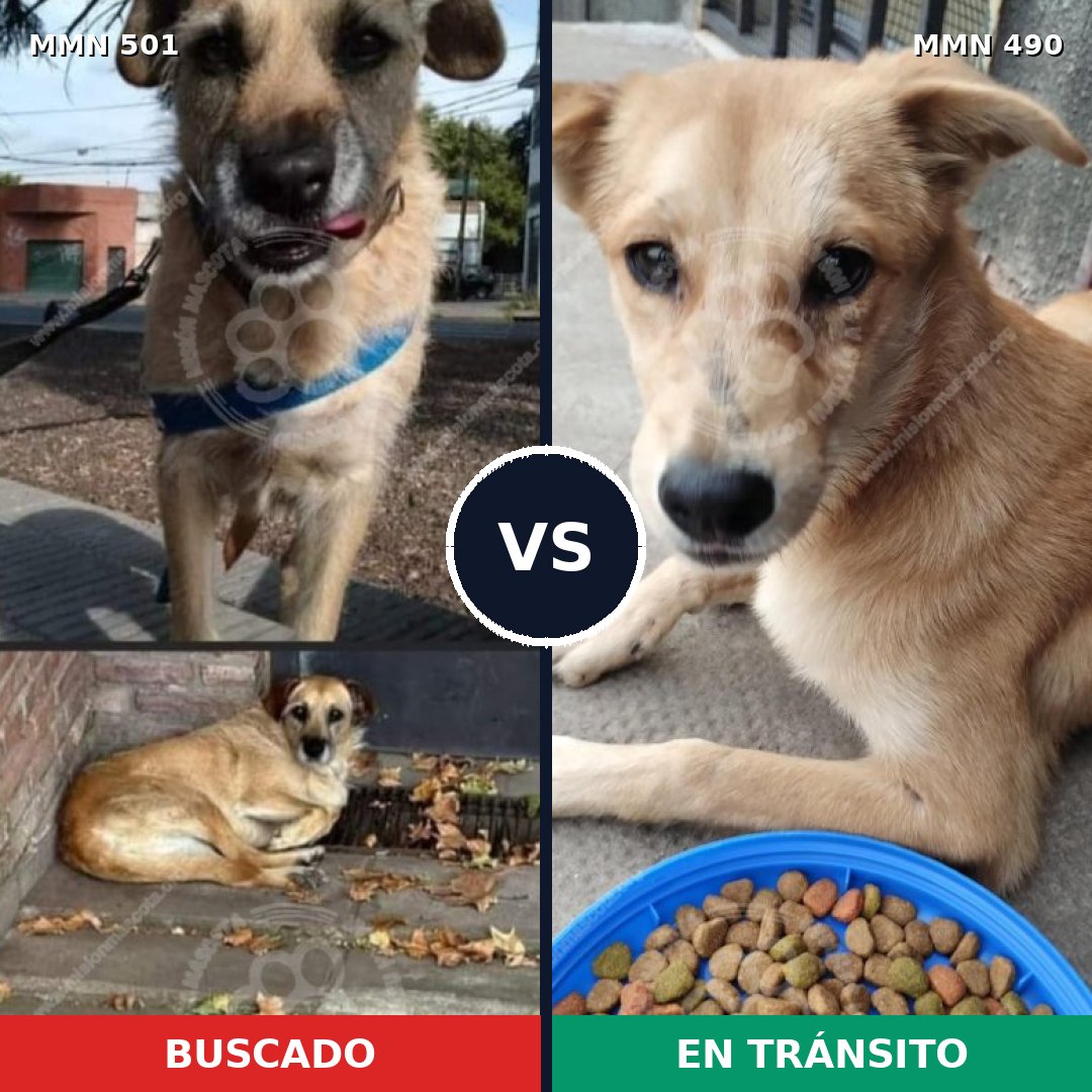 Comparativa MMS 8693: mascota perdida y mascota encontrada, 62% de similitud