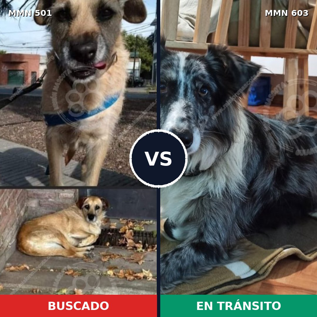 Comparativa MMS 8696: mascota perdida y mascota encontrada, 32% de similitud