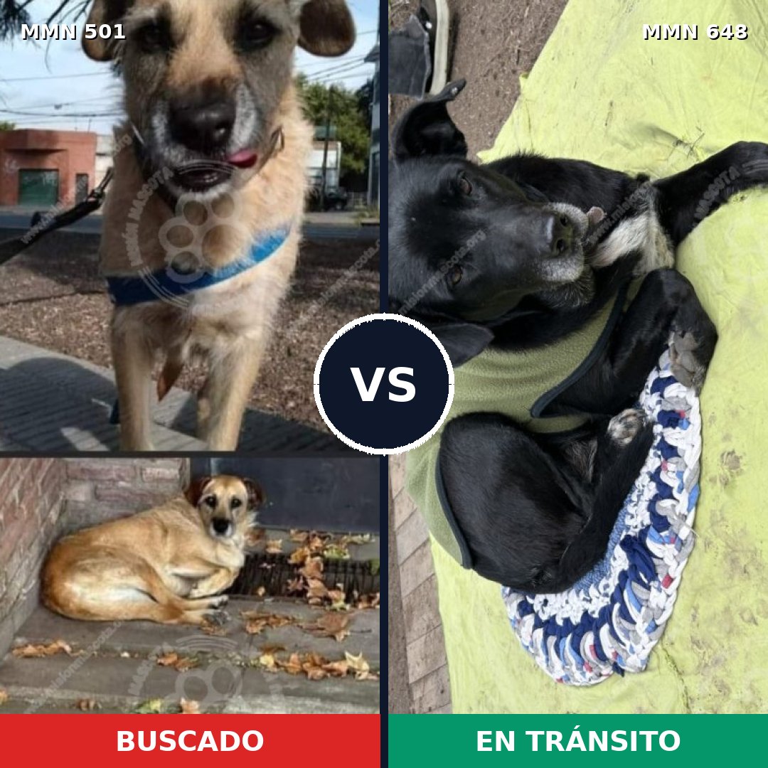 Comparativa MMS 8699: mascota perdida y mascota encontrada, 46% de similitud