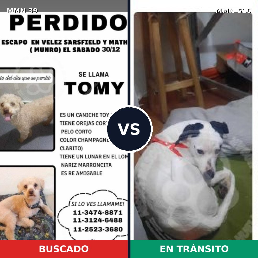 Comparativa MMS 87: mascota perdida y mascota encontrada, 34% de similitud