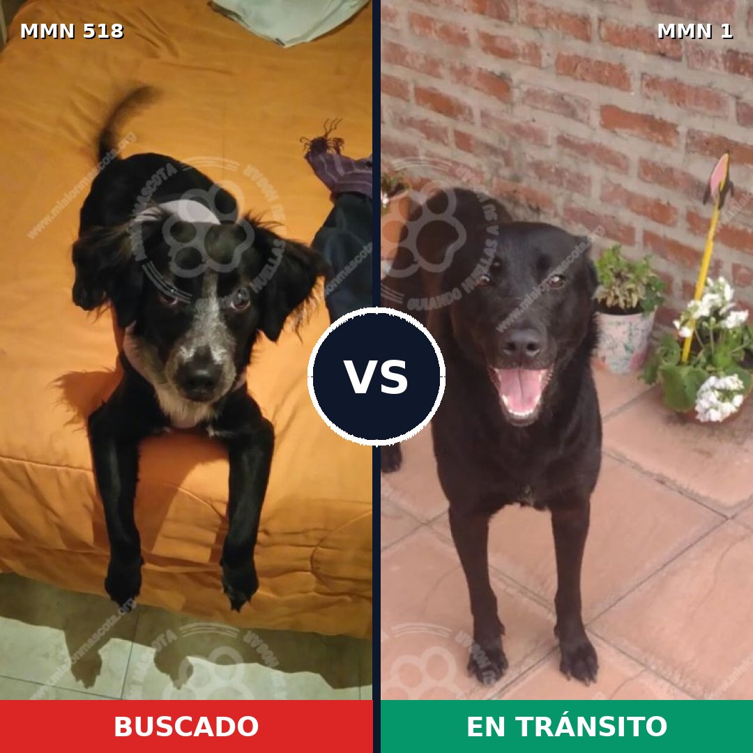 Comparativa MMS 8701: mascota perdida y mascota encontrada, 62% de similitud
