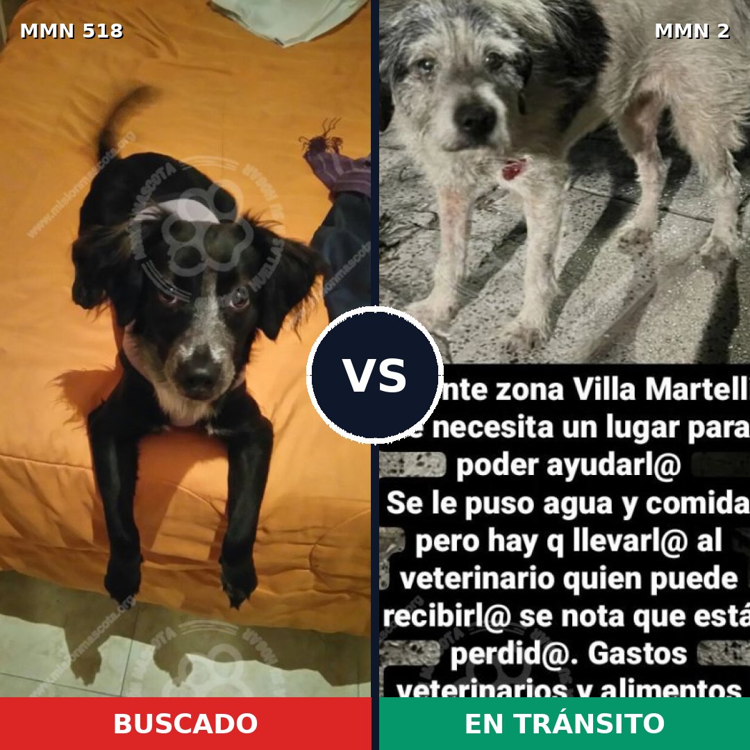 Comparativa MMS 8702: mascota perdida y mascota encontrada, 65% de similitud