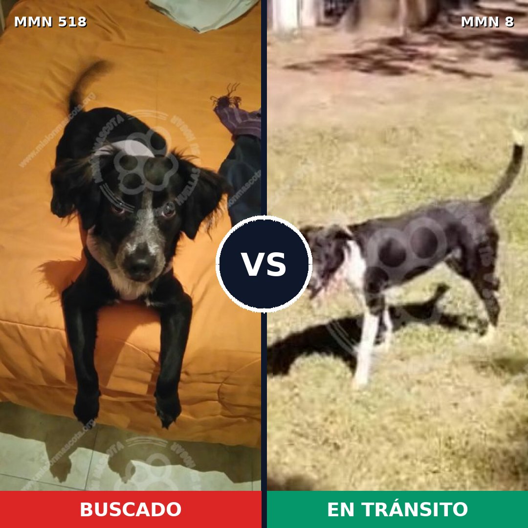 Comparativa MMS 8703: mascota perdida y mascota encontrada, 72% de similitud