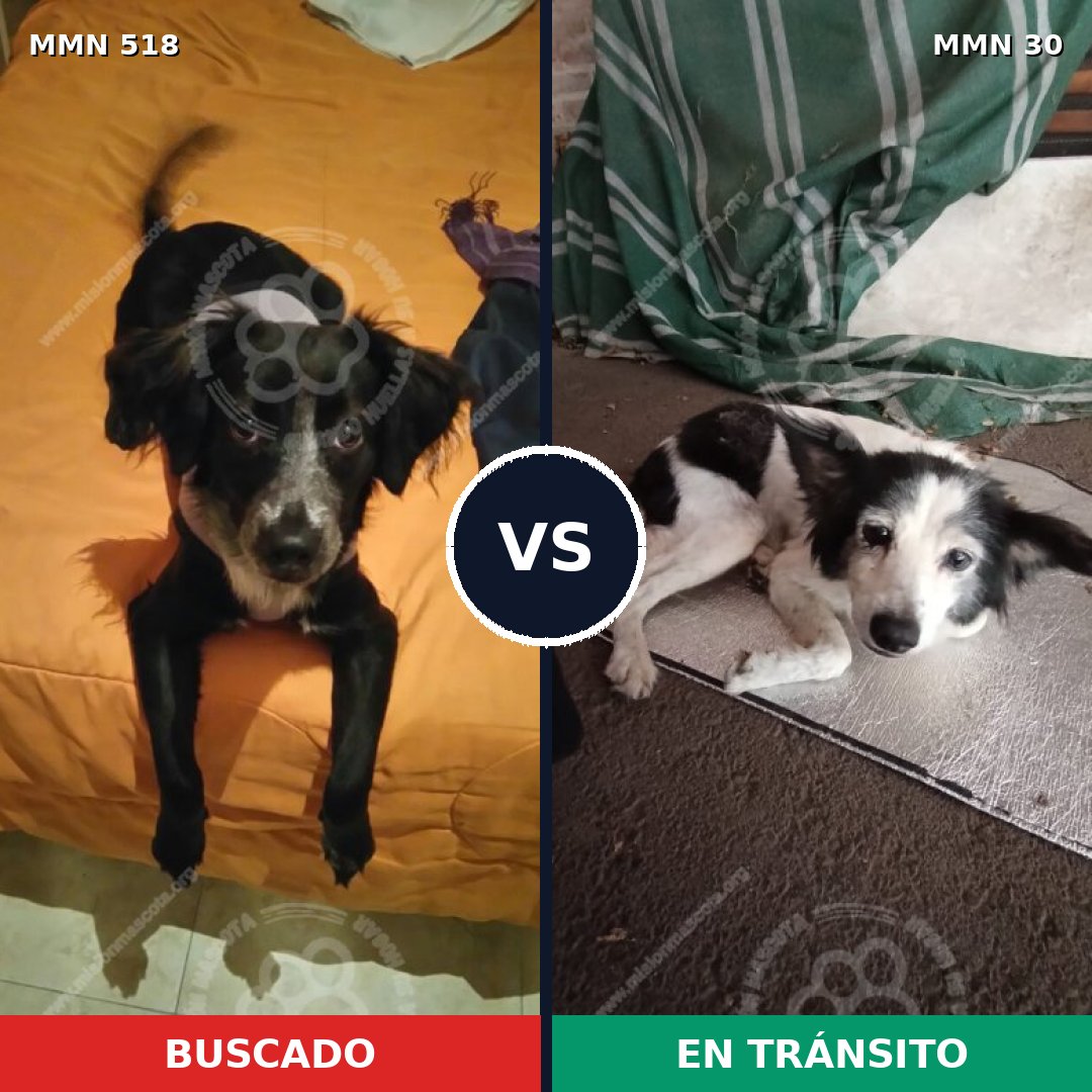 Comparativa MMS 8704: mascota perdida y mascota encontrada, 67% de similitud