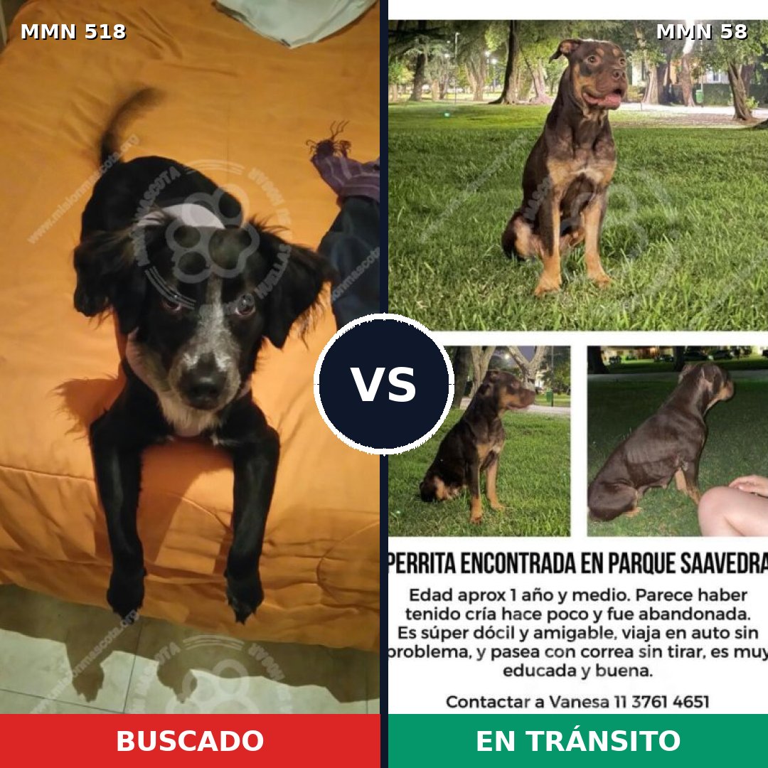 Comparativa MMS 8705: mascota perdida y mascota encontrada, 55% de similitud