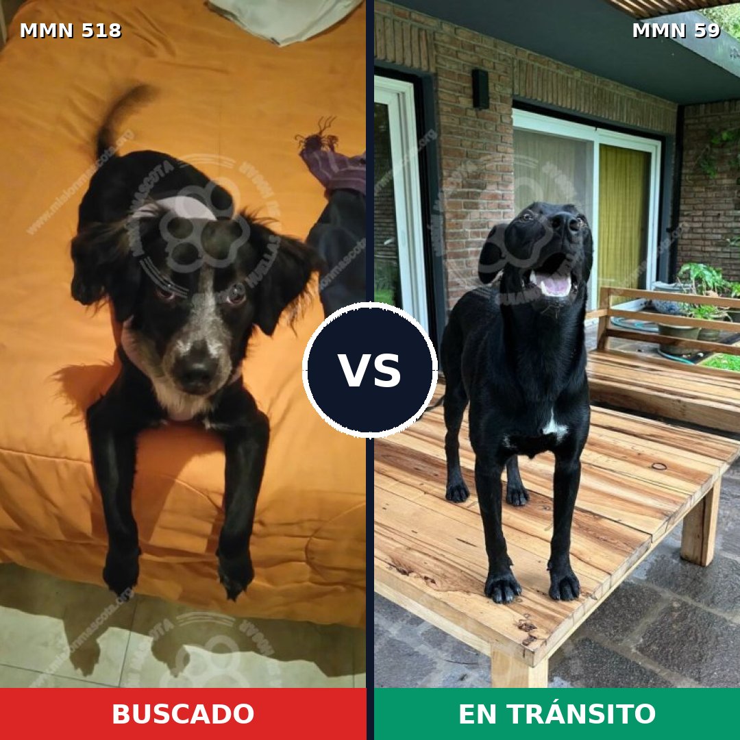 Comparativa MMS 8706: mascota perdida y mascota encontrada, 55% de similitud