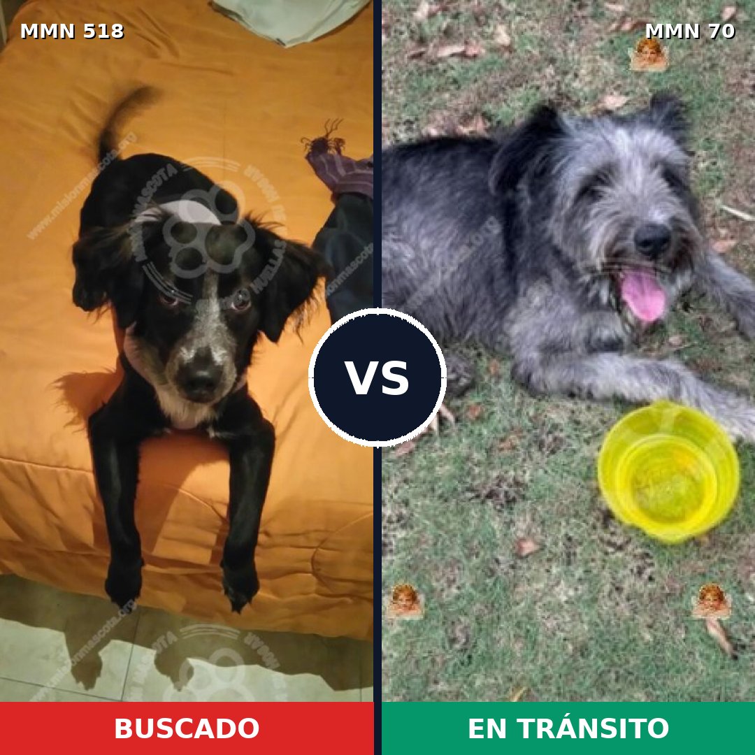 Comparativa MMS 8708: mascota perdida y mascota encontrada, 66% de similitud