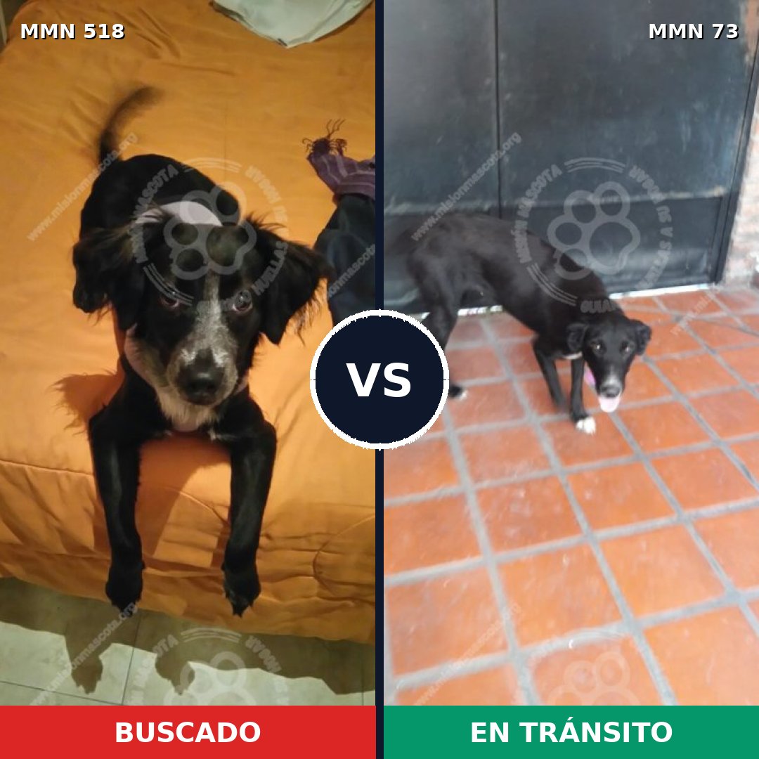 Comparativa MMS 8709: mascota perdida y mascota encontrada, 72% de similitud