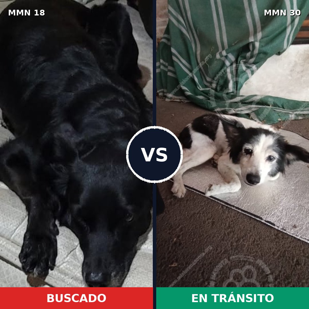 Comparativa MMS 871: mascota perdida y mascota encontrada, 56% de similitud