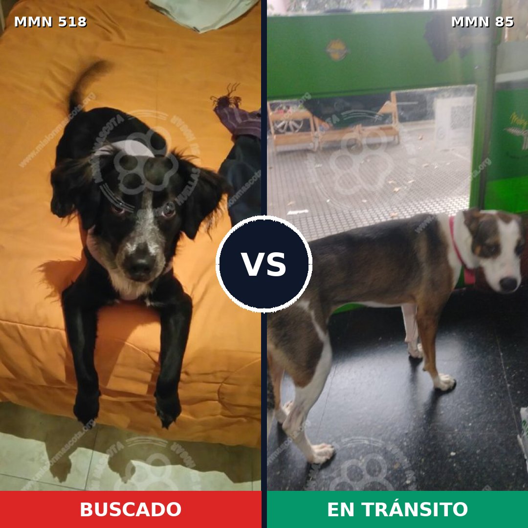 Comparativa MMS 8710: mascota perdida y mascota encontrada, 47% de similitud