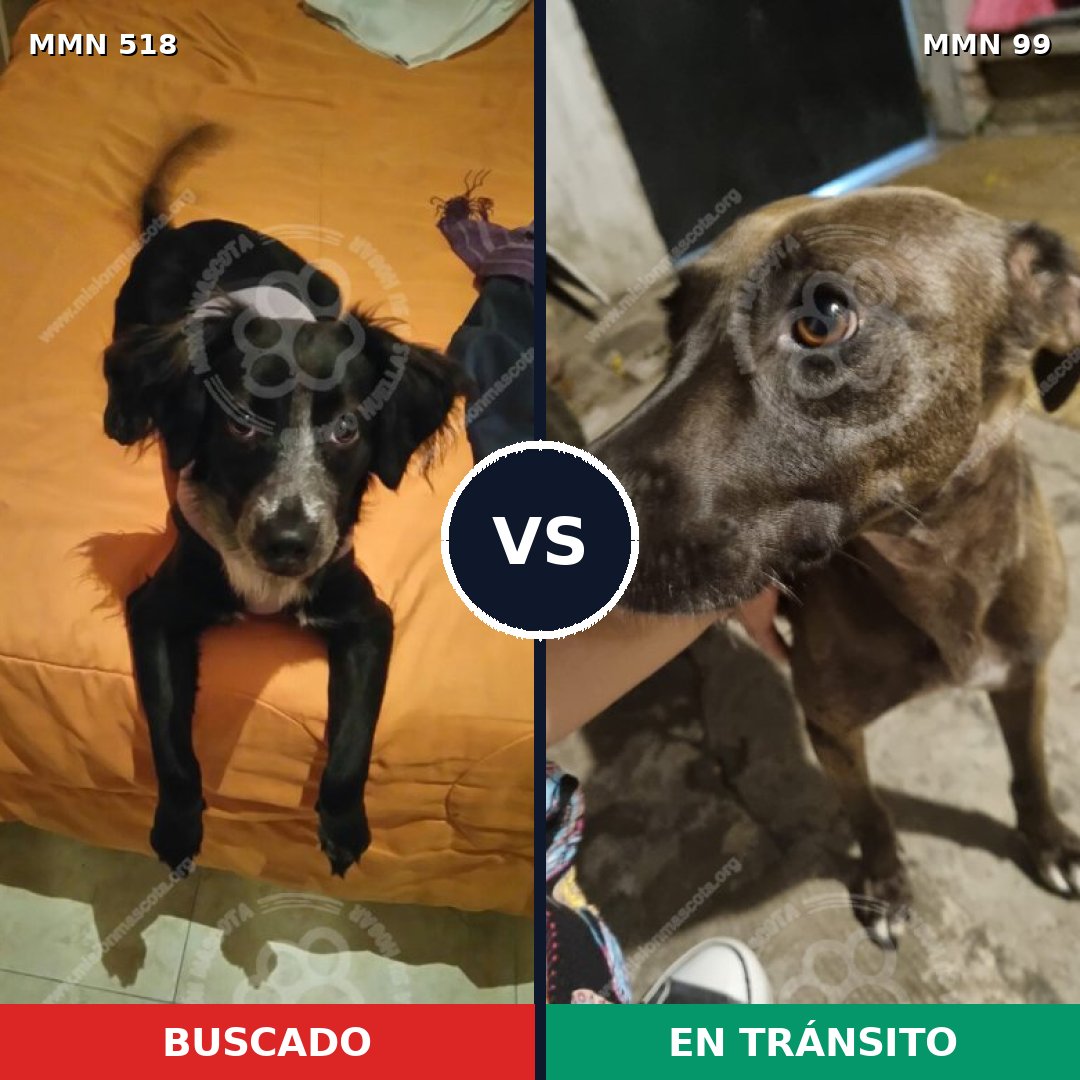 Comparativa MMS 8711: mascota perdida y mascota encontrada, 70% de similitud