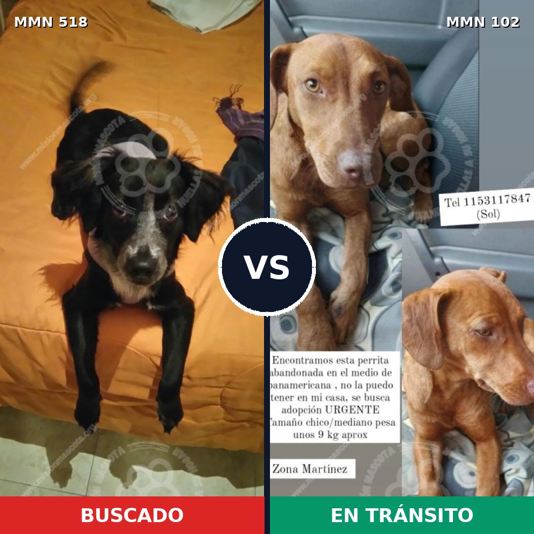 Comparativa MMS 8712: mascota perdida y mascota encontrada, 54% de similitud