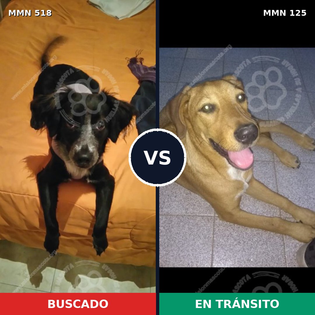 Comparativa MMS 8713: mascota perdida y mascota encontrada, 62% de similitud