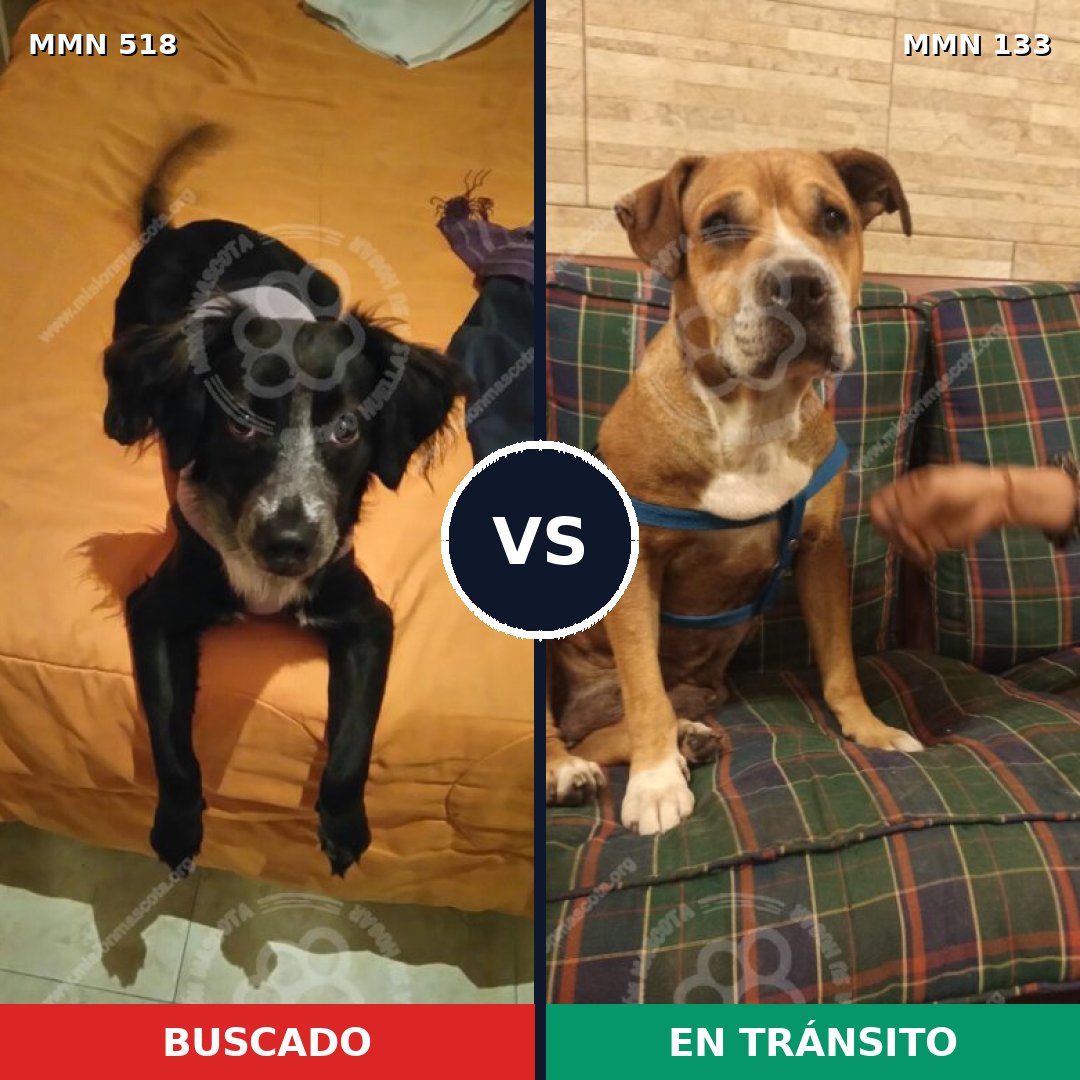 Comparativa MMS 8714: mascota perdida y mascota encontrada, 62% de similitud