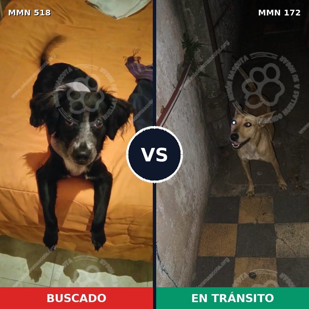 Comparativa MMS 8715: mascota perdida y mascota encontrada, 61% de similitud