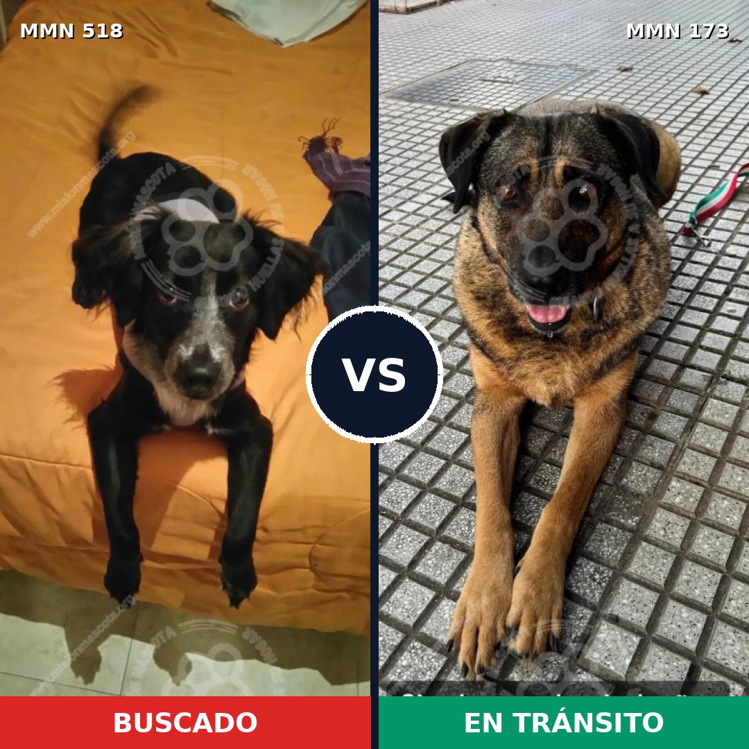 Comparativa MMS 8716: mascota perdida y mascota encontrada, 50% de similitud