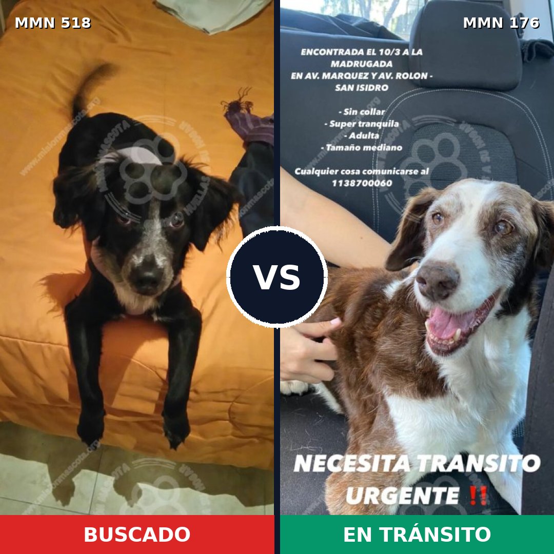 Comparativa MMS 8717: mascota perdida y mascota encontrada, 62% de similitud