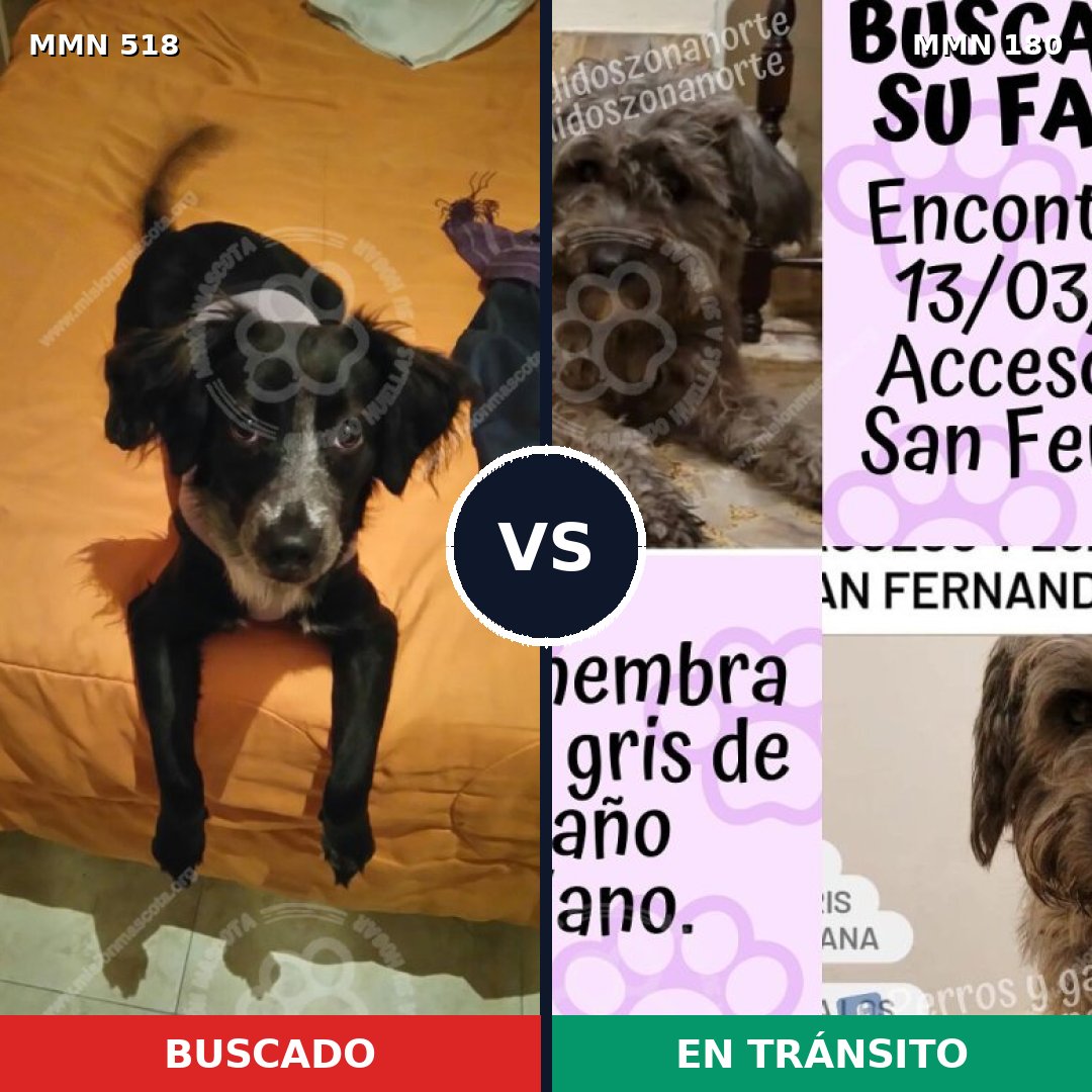 Comparativa MMS 8718: mascota perdida y mascota encontrada, 69% de similitud
