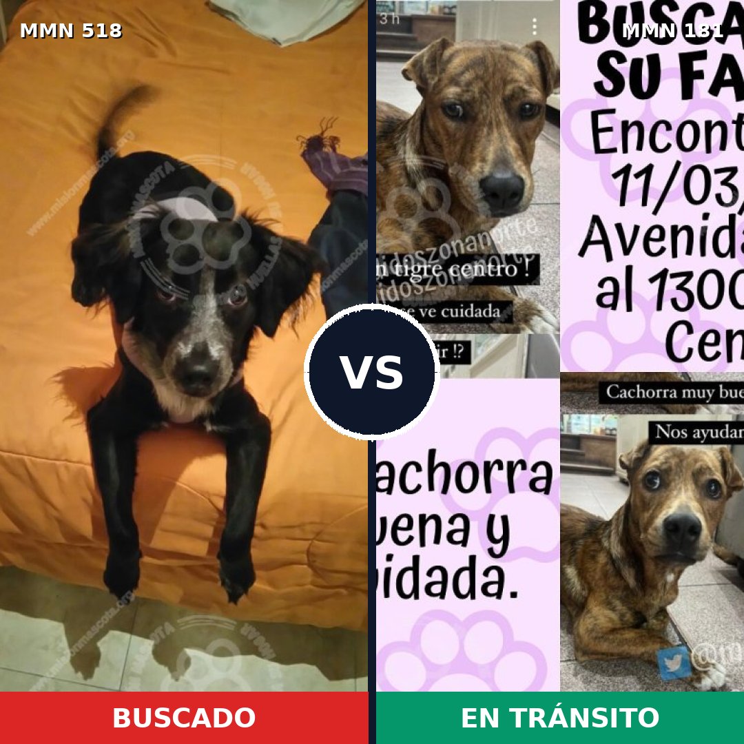 Comparativa MMS 8719: mascota perdida y mascota encontrada, 57% de similitud