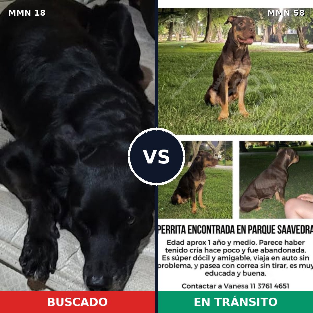 Comparativa MMS 872: mascota perdida y mascota encontrada, 54% de similitud