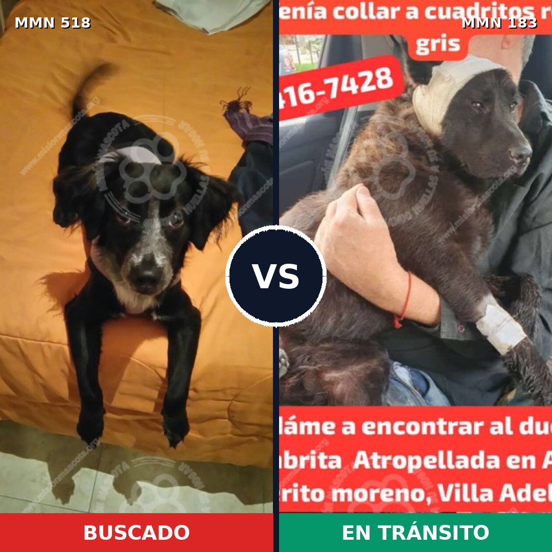 Comparativa MMS 8720: mascota perdida y mascota encontrada, 47% de similitud