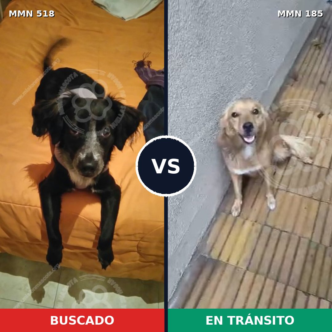 Comparativa MMS 8721: mascota perdida y mascota encontrada, 62% de similitud