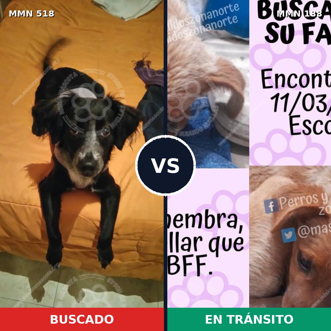 Comparativa MMS 8722: mascota perdida y mascota encontrada, 71% de similitud