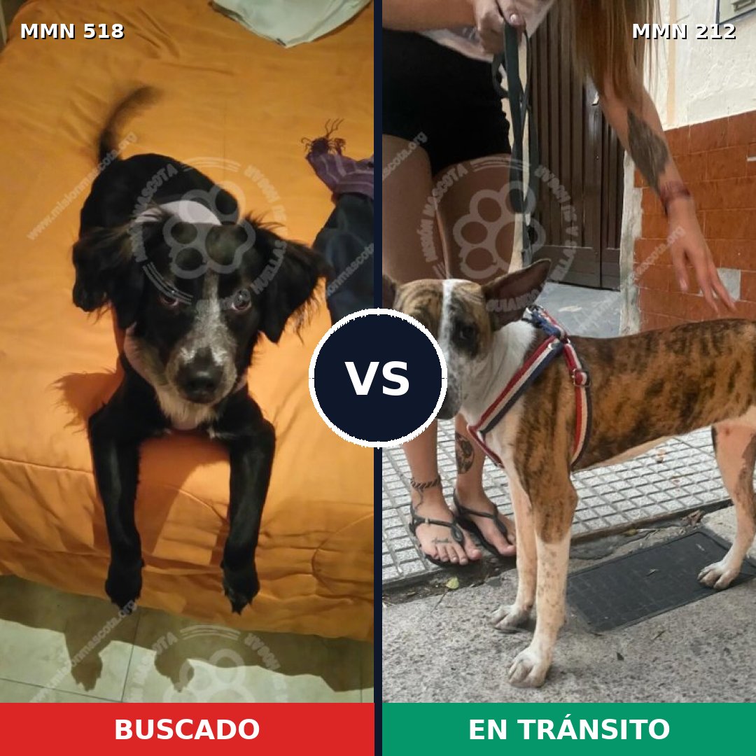 Comparativa MMS 8724: mascota perdida y mascota encontrada, 57% de similitud