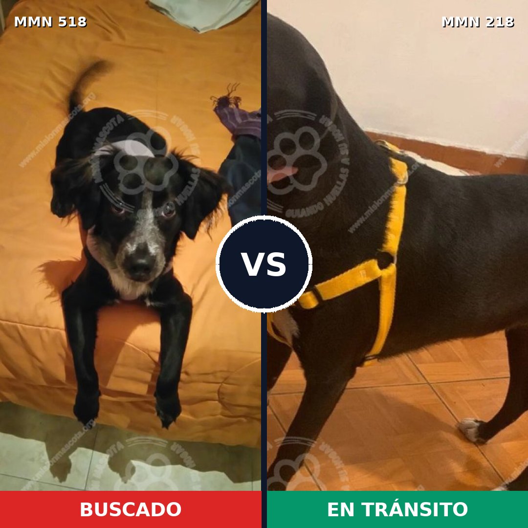 Comparativa MMS 8725: mascota perdida y mascota encontrada, 74% de similitud