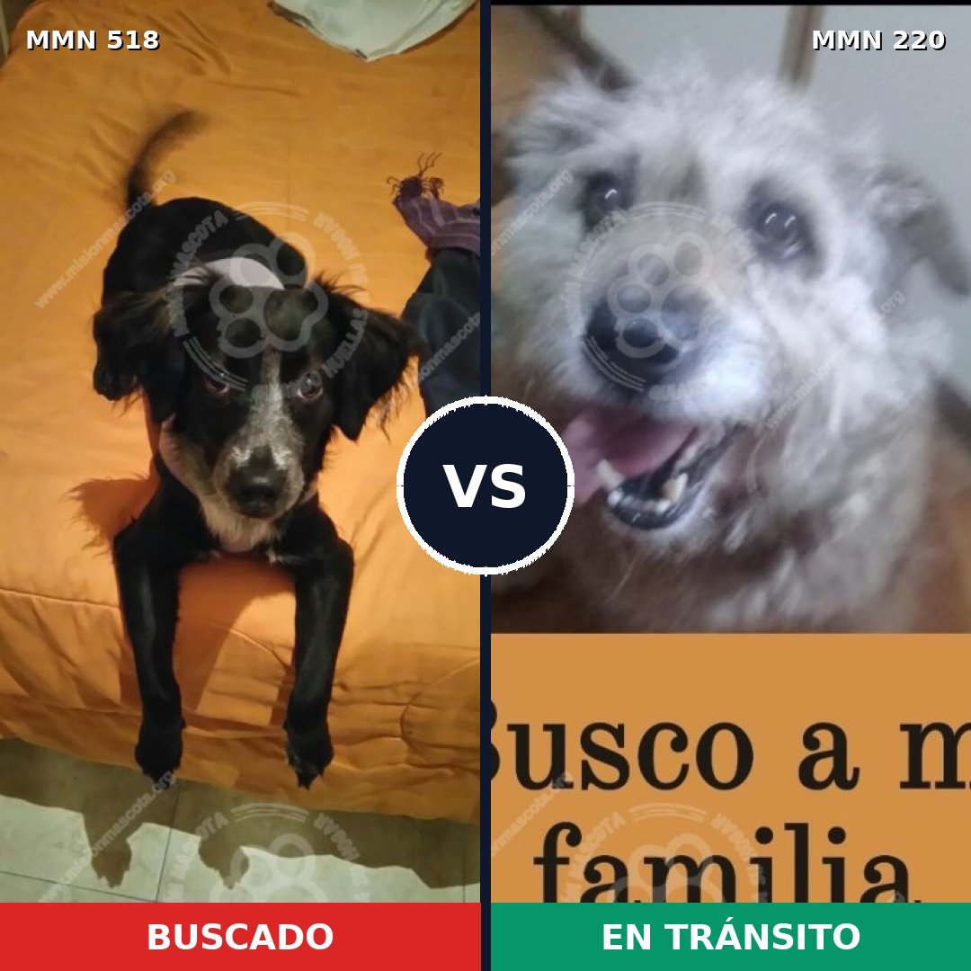 Comparativa MMS 8726: mascota perdida y mascota encontrada, 59% de similitud