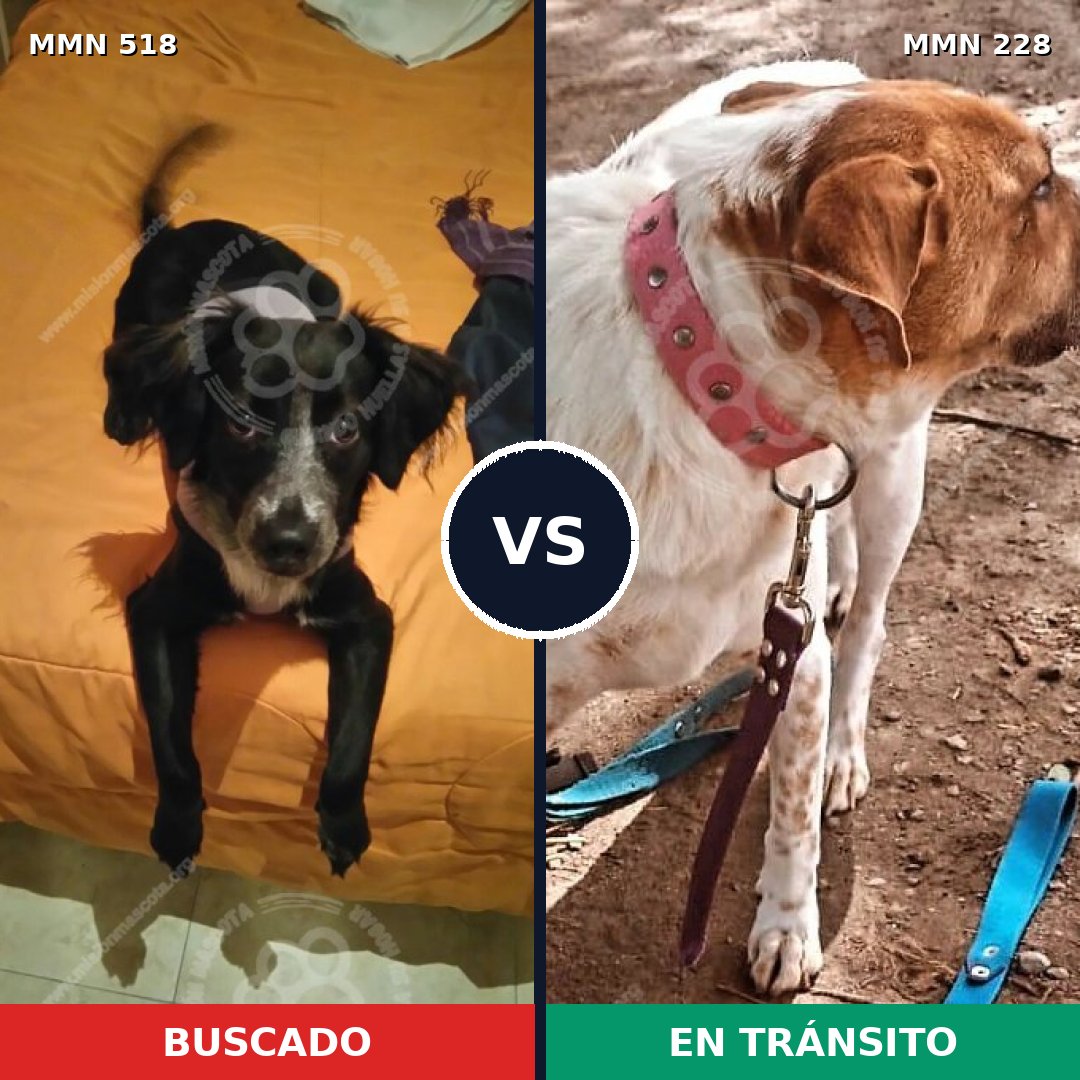 Comparativa MMS 8727: mascota perdida y mascota encontrada, 50% de similitud