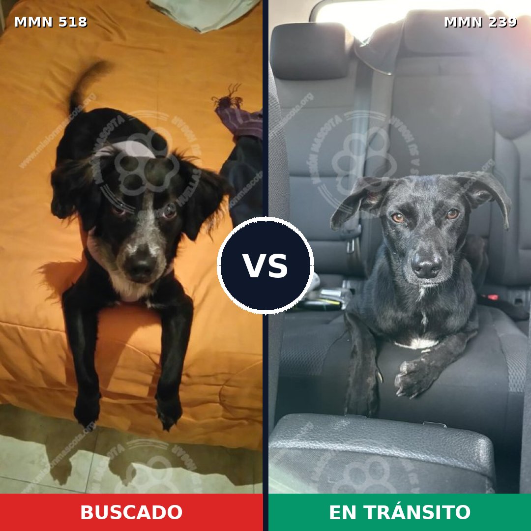 Comparativa MMS 8729: mascota perdida y mascota encontrada, 72% de similitud