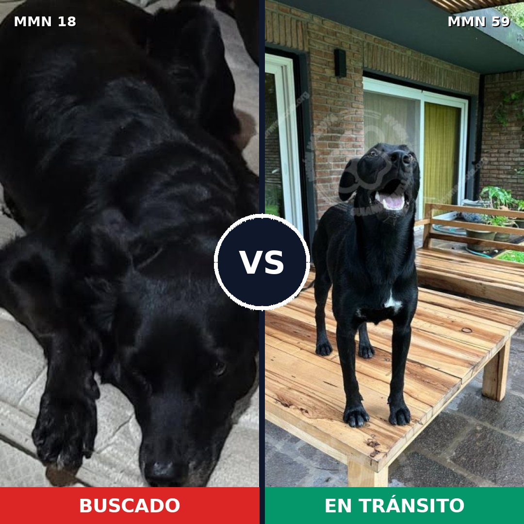 Comparativa MMS 873: mascota perdida y mascota encontrada, 89% de similitud