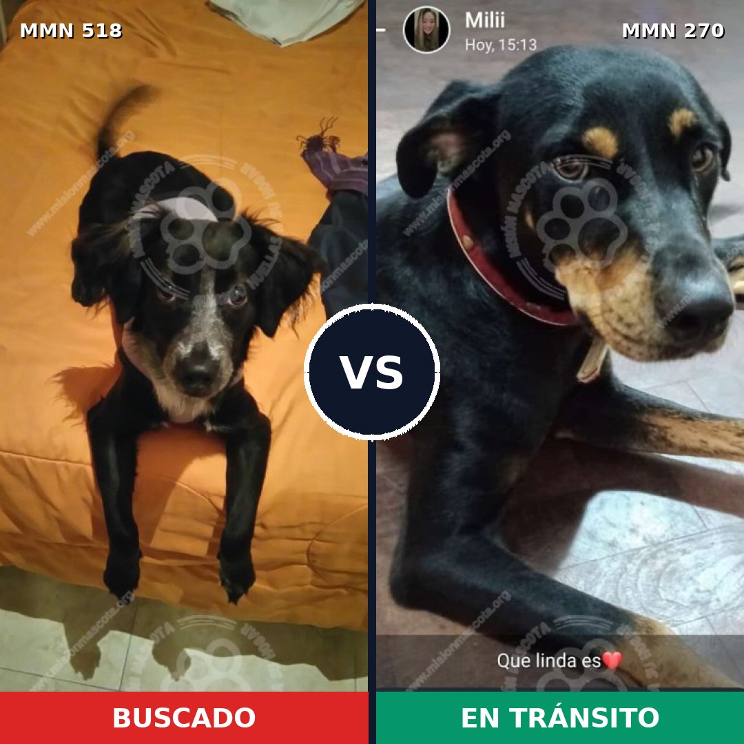 Comparativa MMS 8731: mascota perdida y mascota encontrada, 67% de similitud