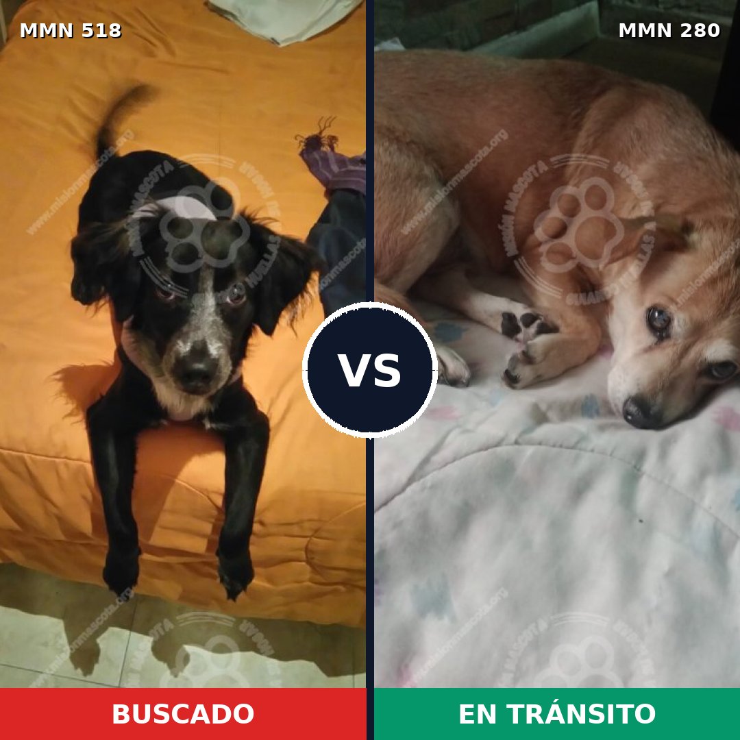 Comparativa MMS 8732: mascota perdida y mascota encontrada, 76% de similitud