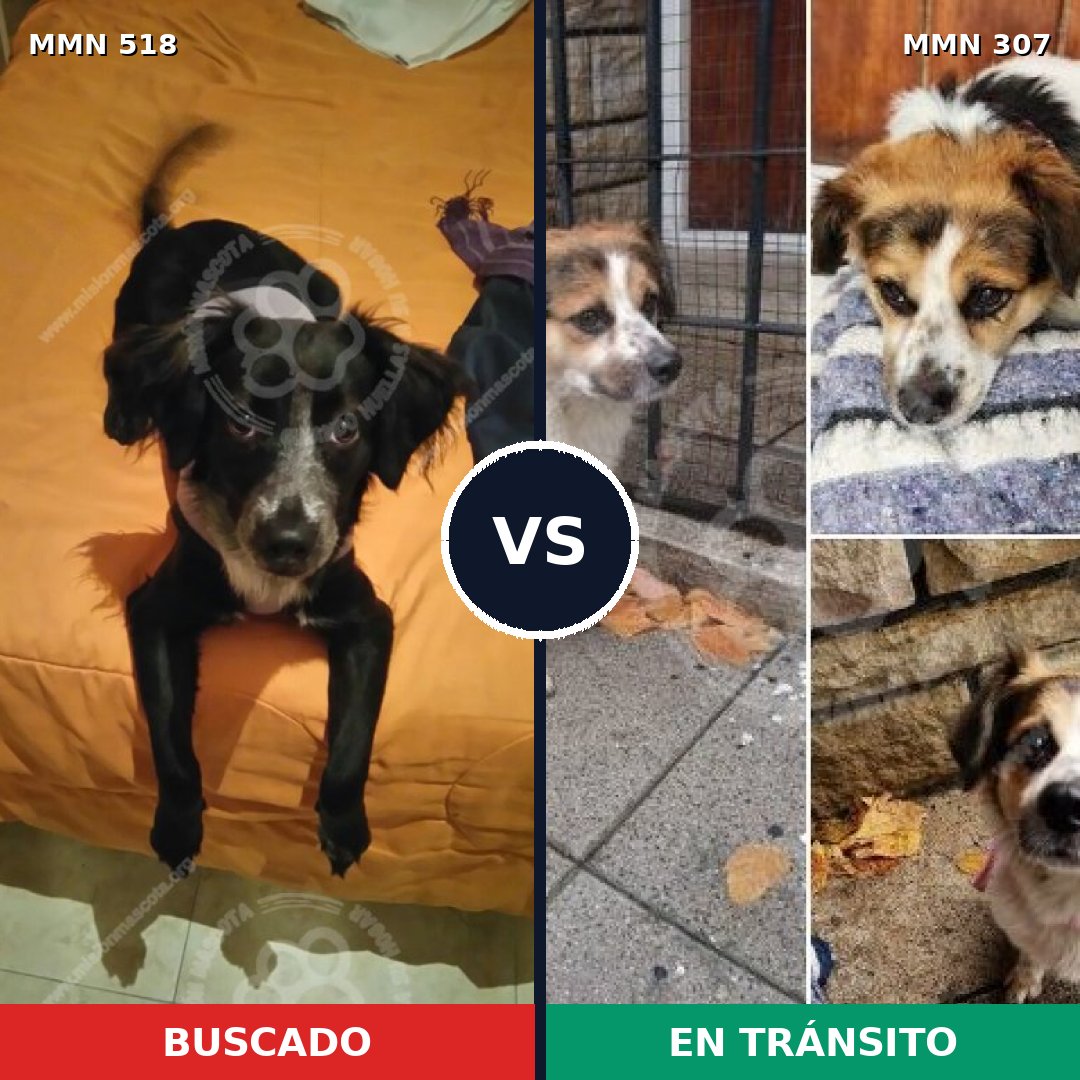 Comparativa MMS 8733: mascota perdida y mascota encontrada, 74% de similitud