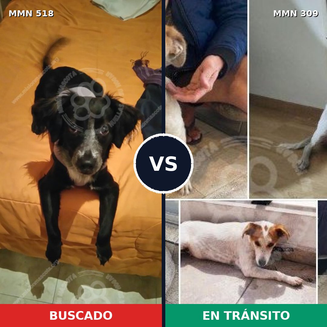 Comparativa MMS 8734: mascota perdida y mascota encontrada, 68% de similitud