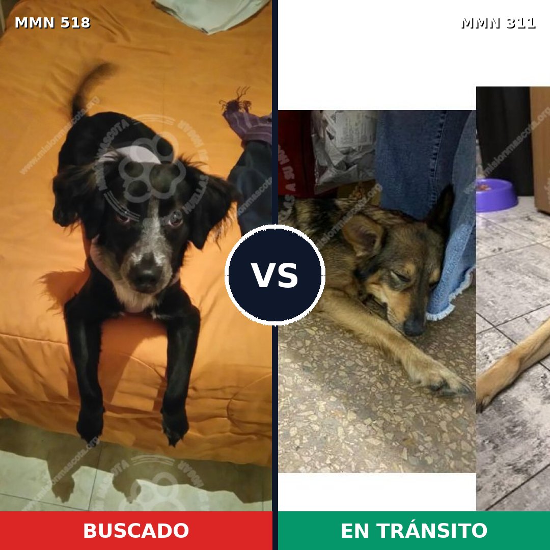 Comparativa MMS 8735: mascota perdida y mascota encontrada, 70% de similitud