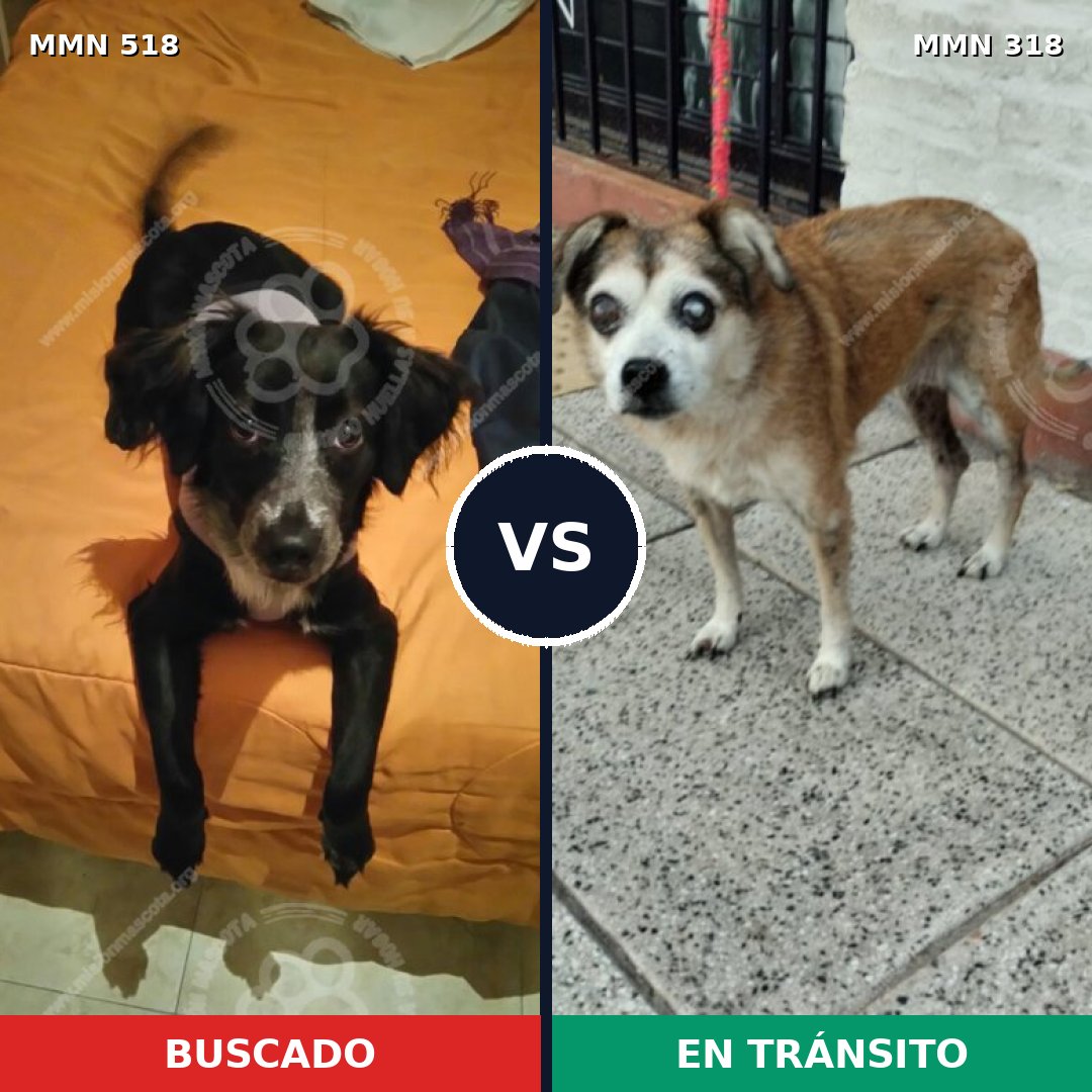Comparativa MMS 8736: mascota perdida y mascota encontrada, 90% de similitud